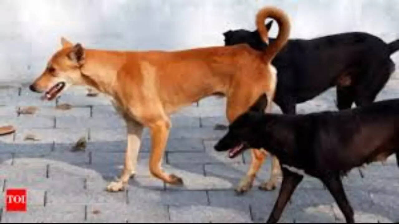 'Will animal rights activists bring back rabies victims?' Supreme Court's big decision on Delhi dog menace; city recorded 2,000 bites daily