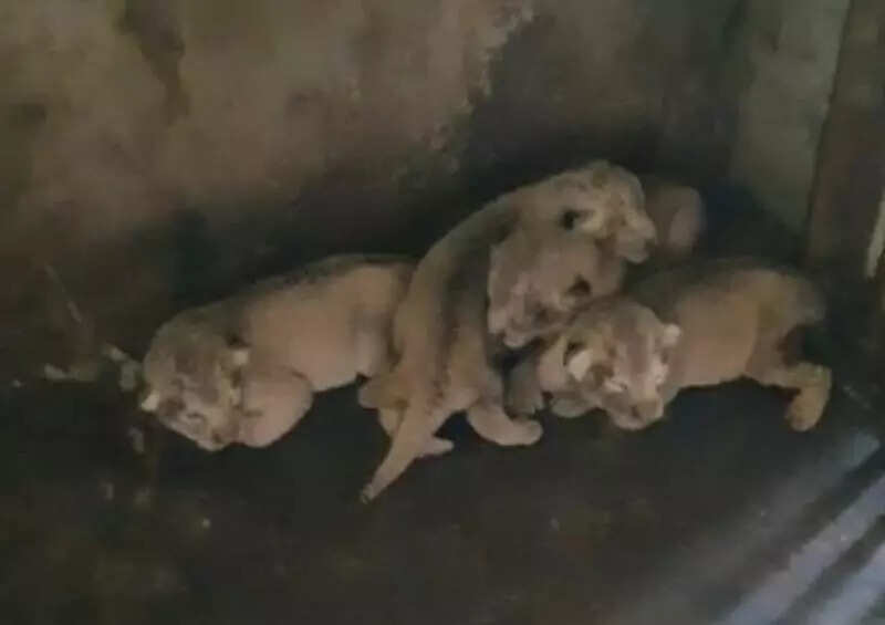 State zoo welcomes four Asiatic lion cubs, sparks hope for conservation