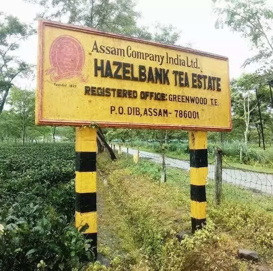 Assam tea estate workers protest destruction of plants