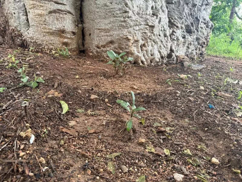 Centuries-old baobabs get fresh roots in Chengicherla forest