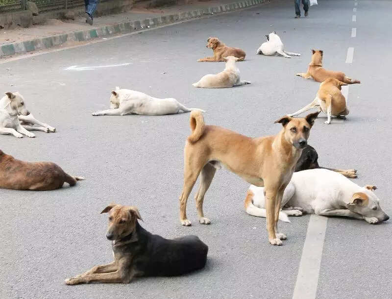 Bengaluru has no dog shelter if it were to implement Supreme Court order on stray dogs