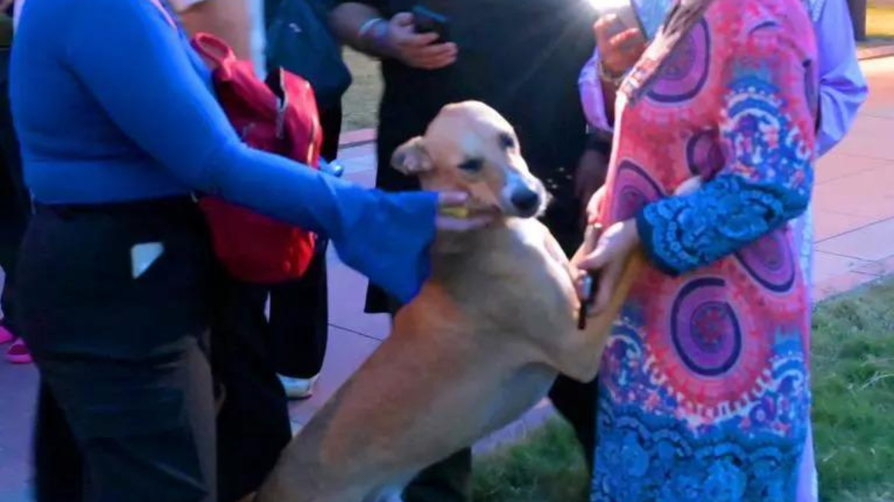 Delhi-NCR stray dog order leaves civic bodies in a fix: Gurgaon told to relocate 50k canines with just 100 shelter slots; scramble begins for space and funds