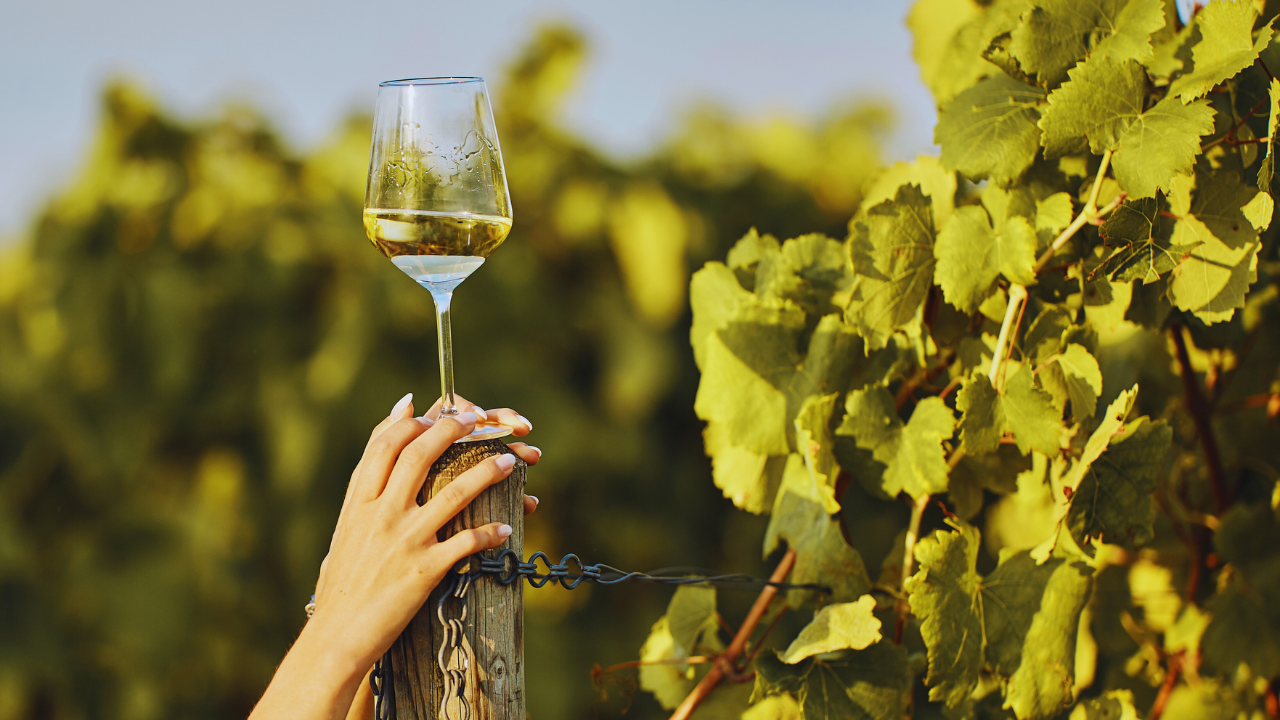 wines