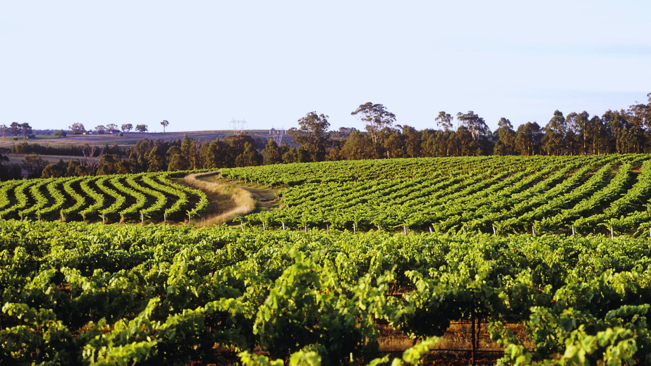 wine tour