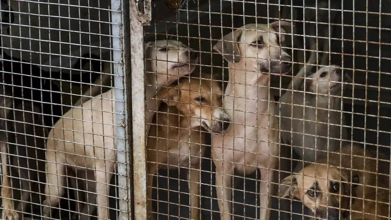 SC stray order: Study finds most human–street dog encounters in India peaceful; aggression seen in only 2%