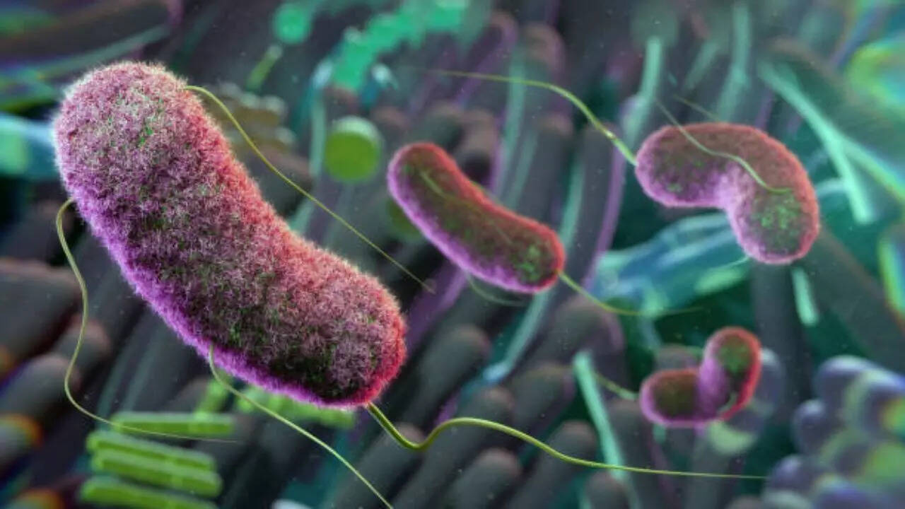 Gut microbes like Bacteroides vulgatus & their metabolites may help