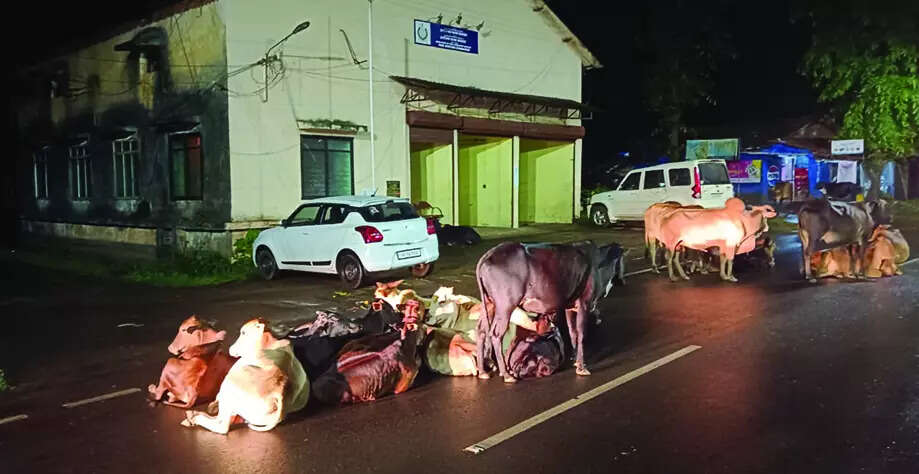 Canacona urges govt to act as stray cattle, dogs proliferate