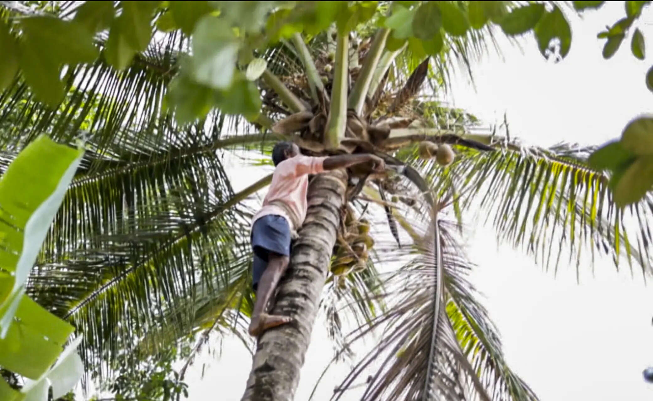 Horticulture outlets will offer subsidised coconuts from today
