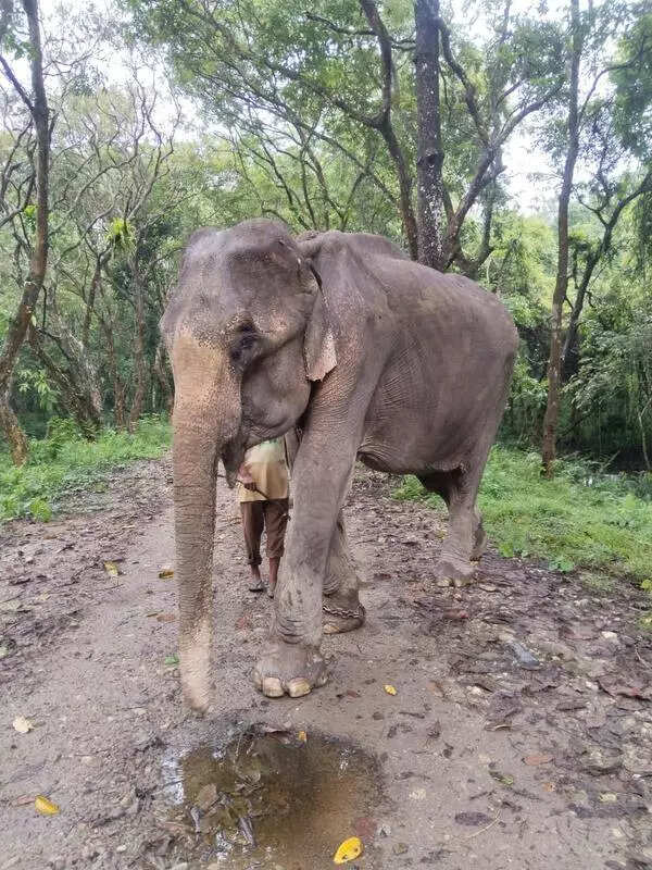 Kaziranga mourns Mohanmala’s loss after five decades of service
