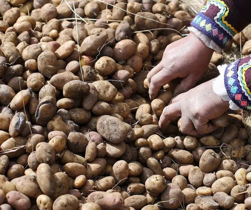 UP centres to use aeroponics for potato seeds
