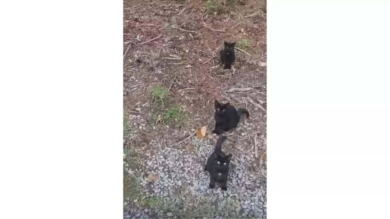 Optical Illusion: Only sharp eyes will spot the sneaky fourth cat