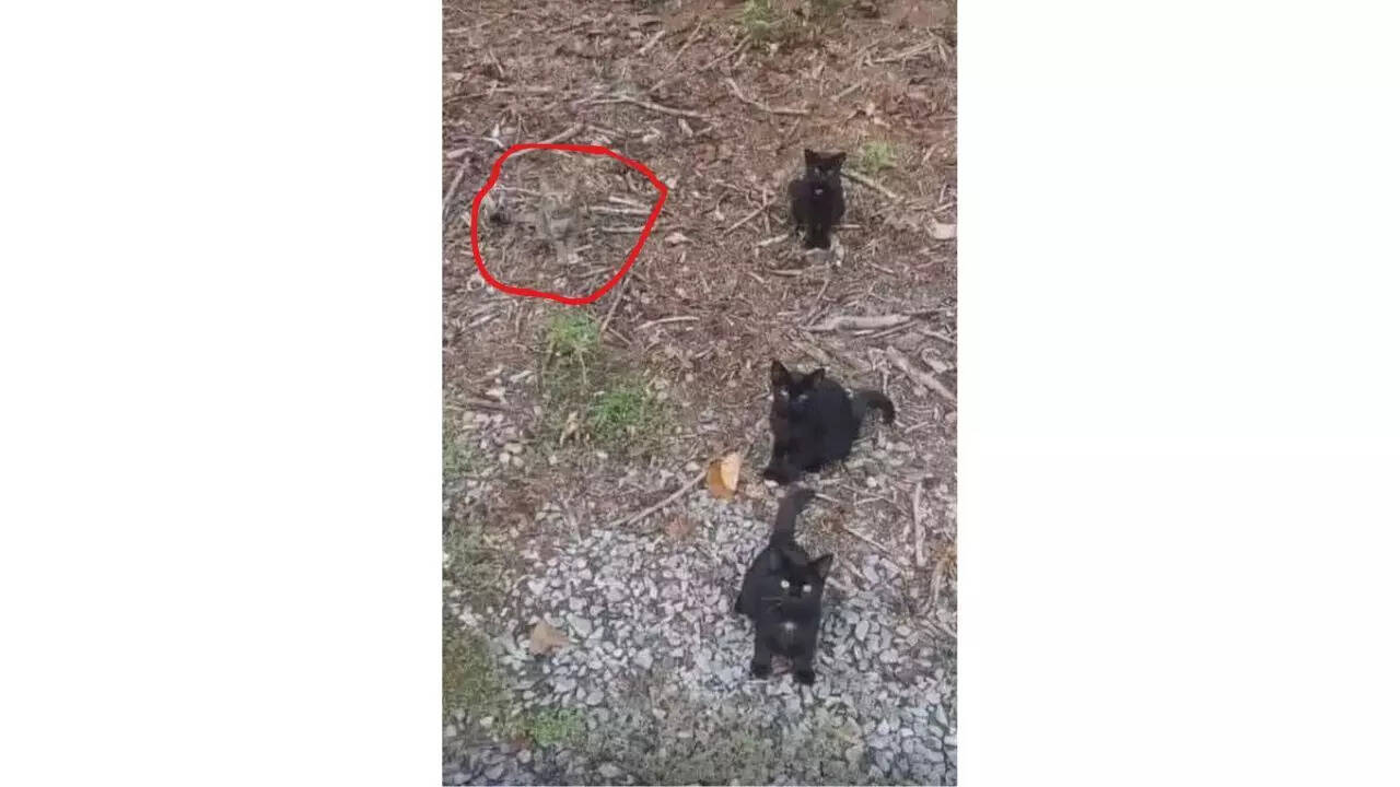 Optical Illusion Answer
