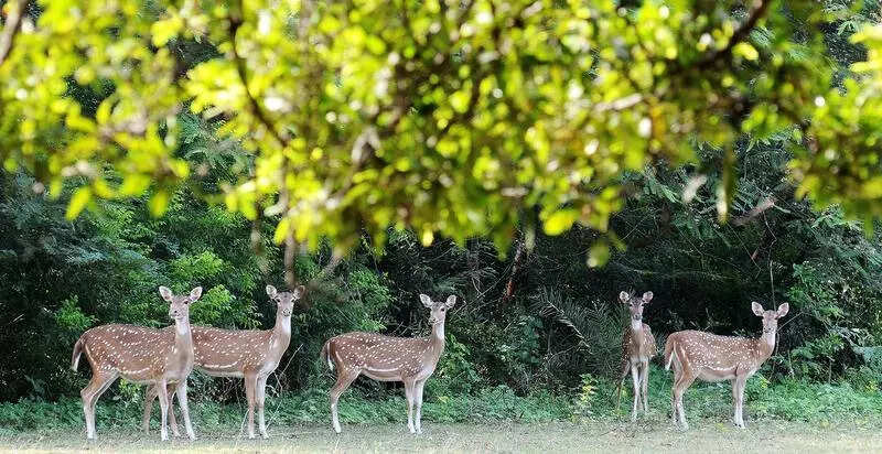 MCC to undertake deer census on 365-acre campus