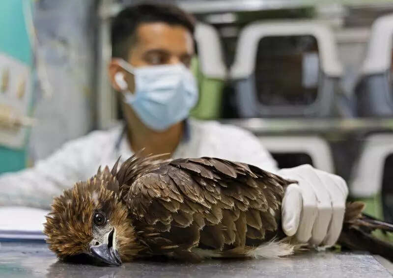 Bird injuries from kite strings could go up during long weekend, say vets