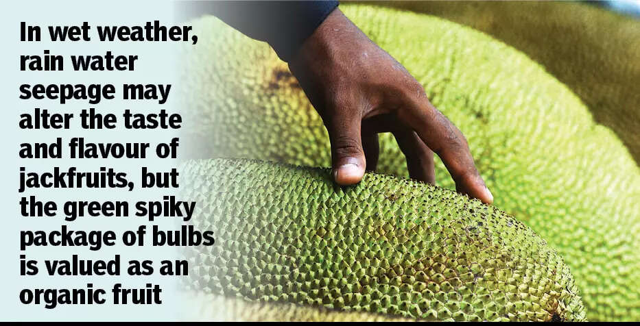 Climate change, other issues continue to plague jackfruit production in Goa