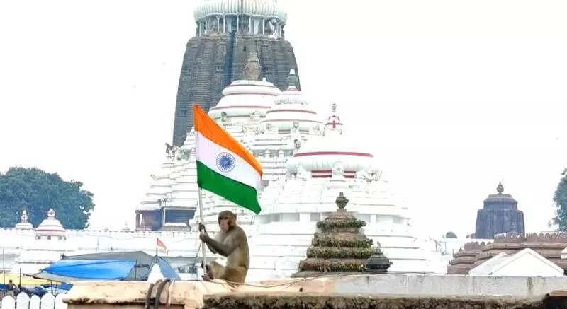 Monkey holds tricolour near Puri temple on I-Day