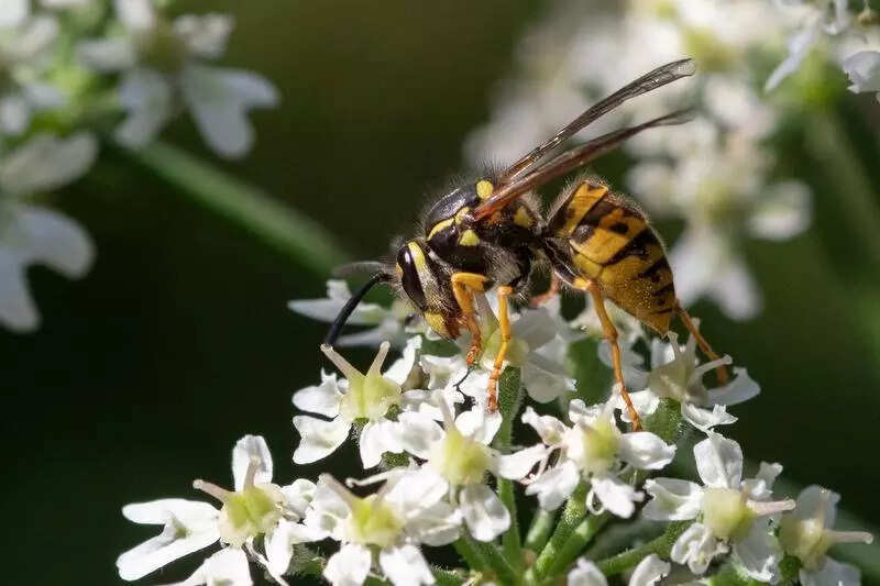 Wasps attack school’s I-Day march, 30 hurt