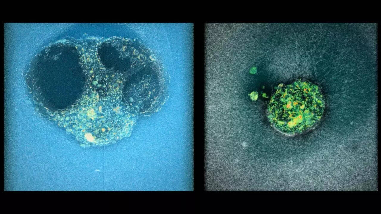 They carried out experiments with both human and mouse embryos