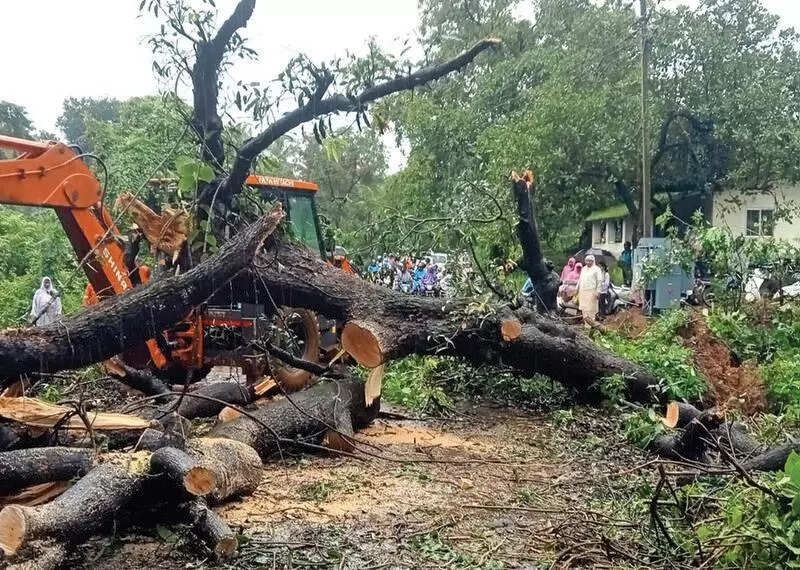 Tree fall backs up traffic for 2 hours on Valpoi-Ponda road