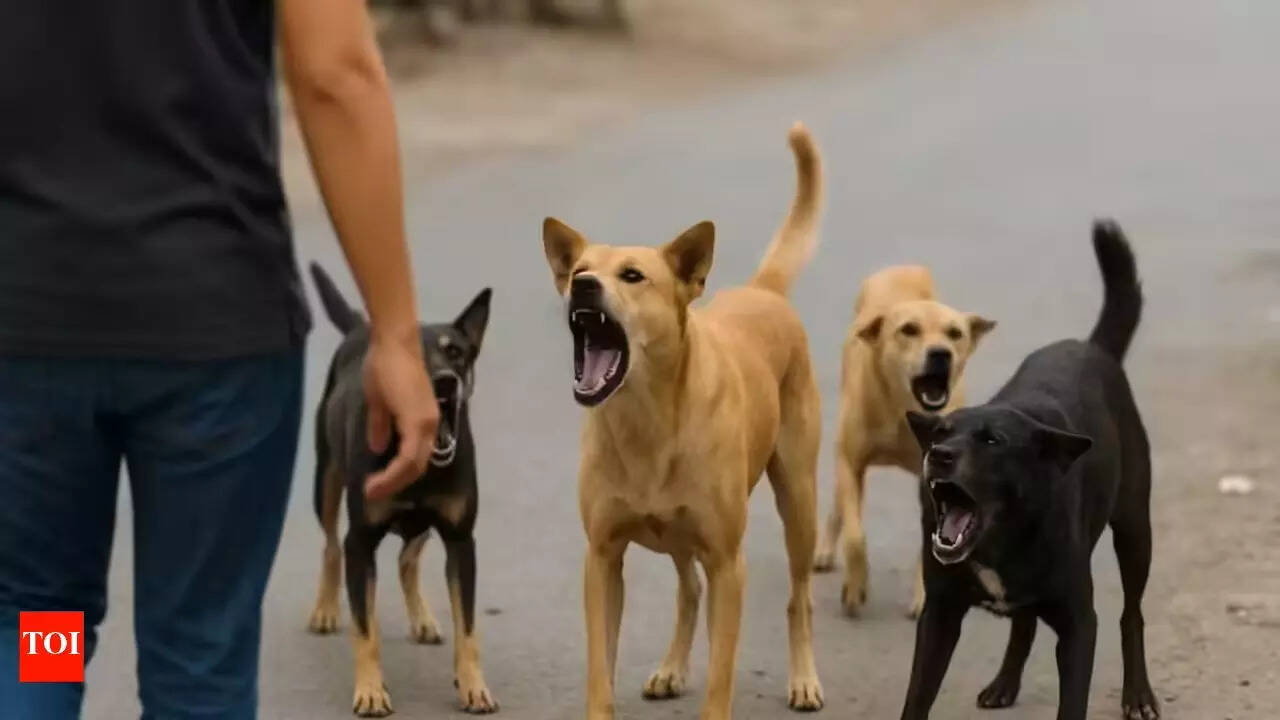 Goa considers identifying land for stray dog shelters
