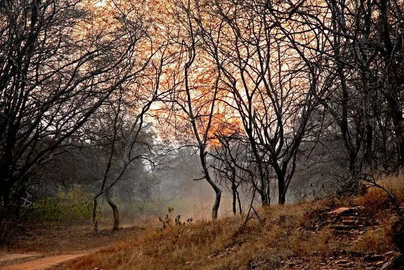 msid 123372652,imgsize 149852 https://jaipur.visitinrajasthan.com/wp-content/uploads/2023/10/cropped-cropped-R-2.png