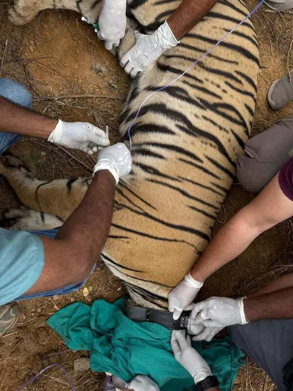 msid 123372689,imgsize 84448 https://jaipur.visitinrajasthan.com/wp-content/uploads/2023/10/cropped-cropped-R-2.png