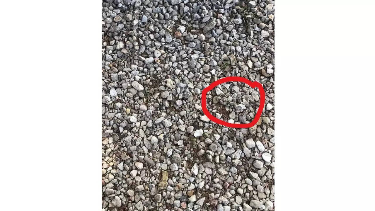 Optical Illusion Answer