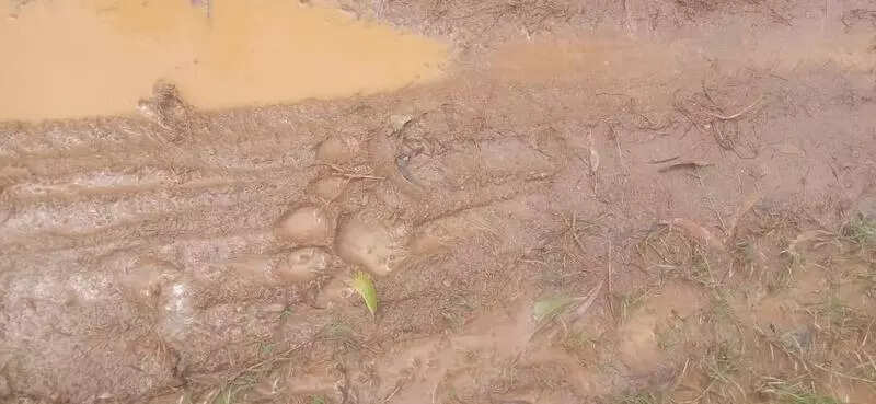 Big cat travelled 150km across 3 districts in 4 days: DFO