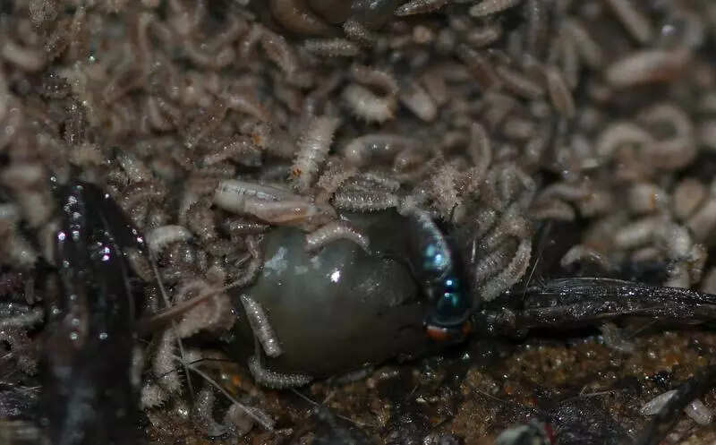 In ‘landmark’ find for forensics, ZSI IDs 17 distinct blow fly species