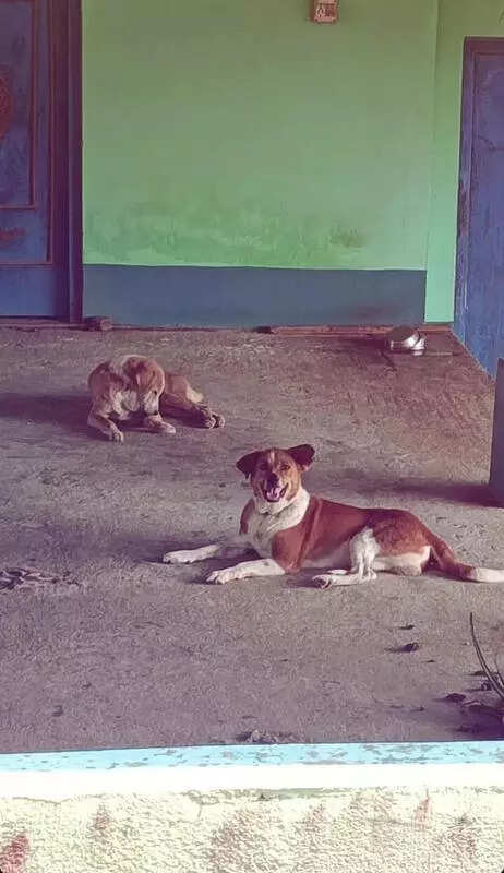 Dog bite cases rise, govt prepares rabies elimination plan