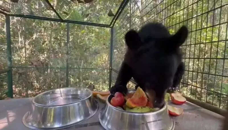 2 orphaned black bear cubs find new home at Dehing Patkai National Park