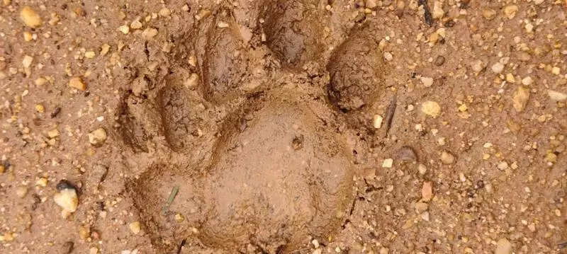 30 camera traps installed in Bonai forest division to capture ‘tiger’ presence