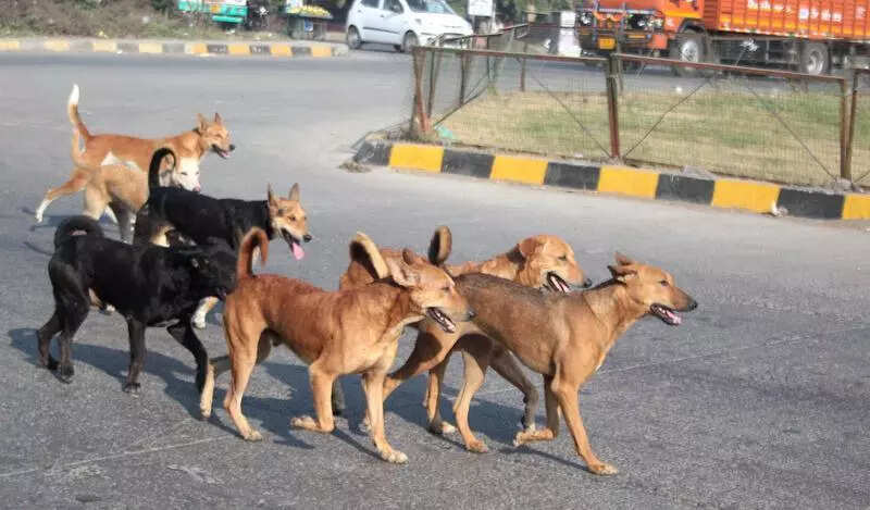 One in every five stray dogs unsterilised & unvaccinated, says GHMC