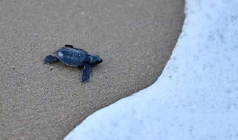 Govt plans elite marine force to protect wildlife along Chennai coast