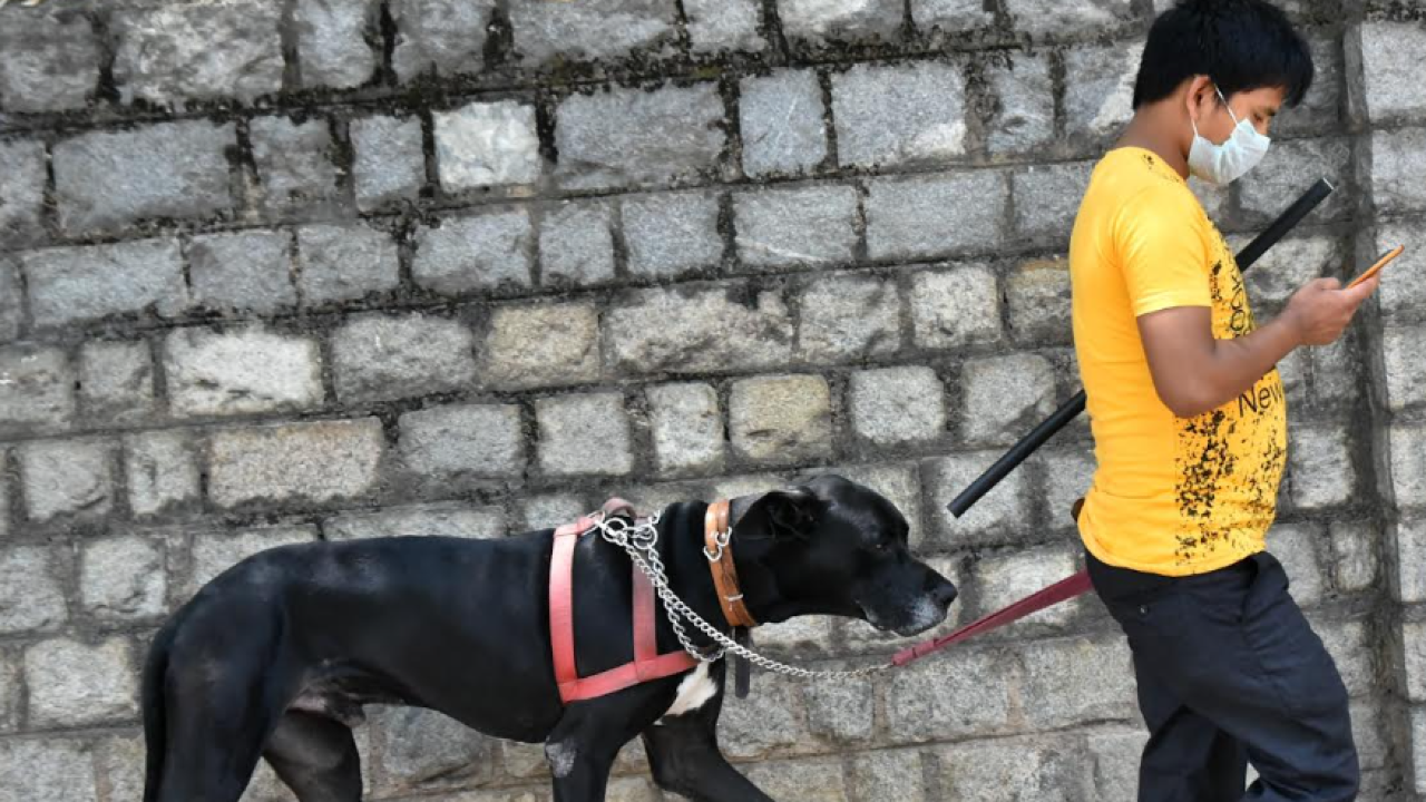 Muzzle and leash your dogs in public, GCC tells Chennai pet owners