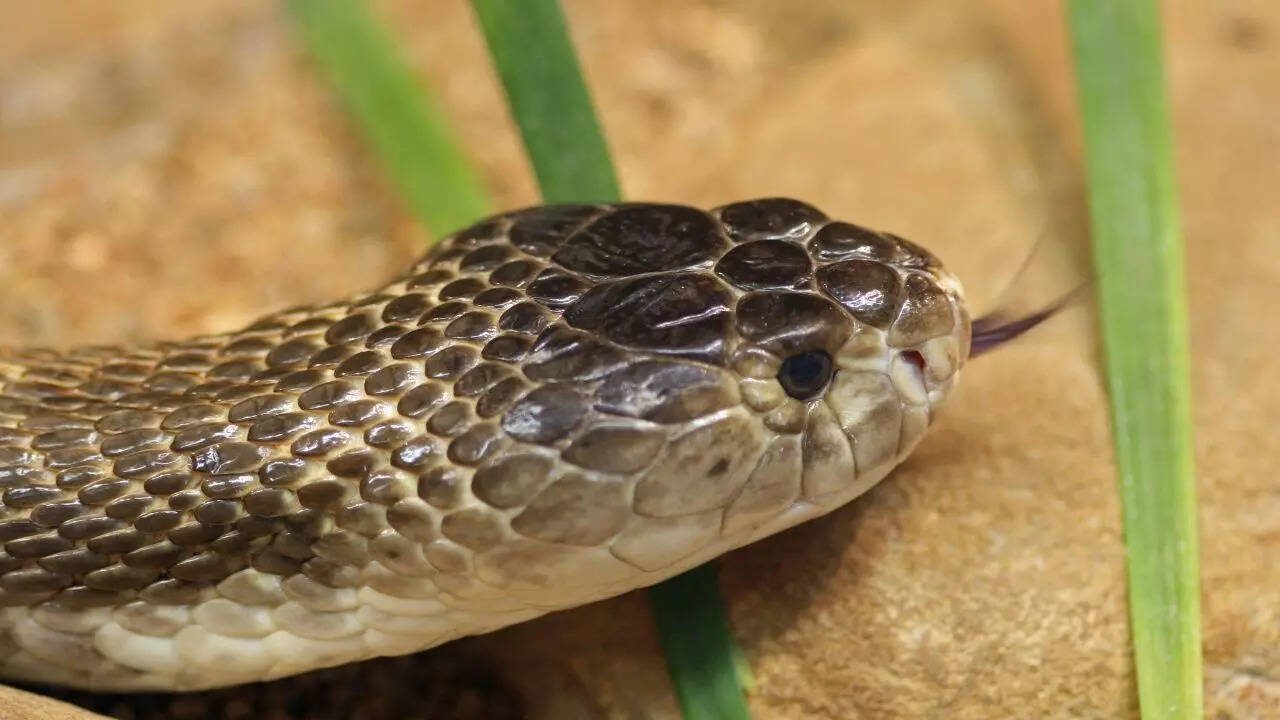 Monocled cobras