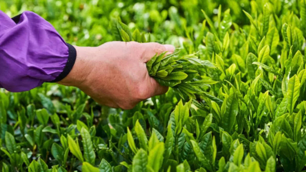 What is matcha?