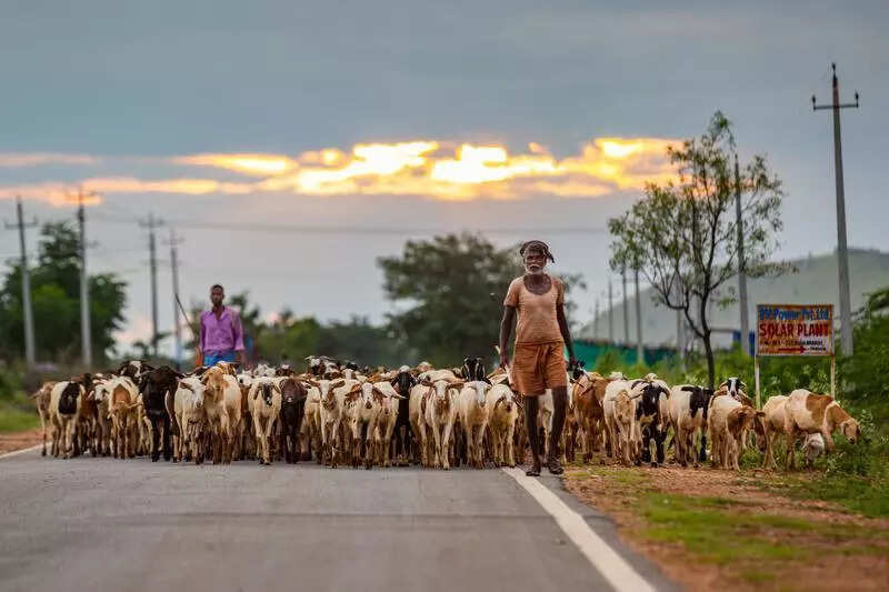 Siddaramaiah fulfils community promise as assembly clears bill to protect migratory shepherds