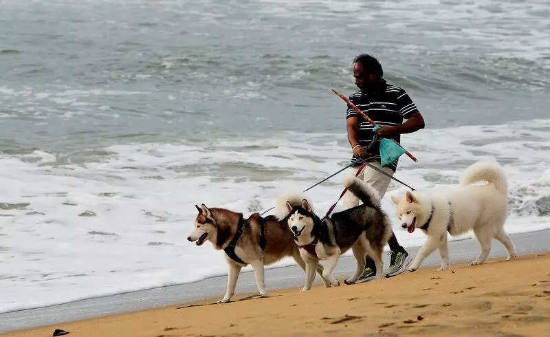 GCC issues new pet dog rules but lacks enforcement plan