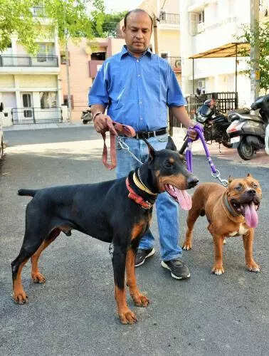 Missing tags: MC struggles with pet registrations