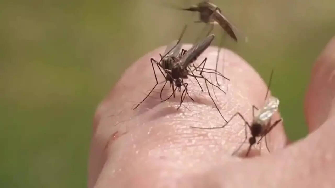 West Nile Virus (4)