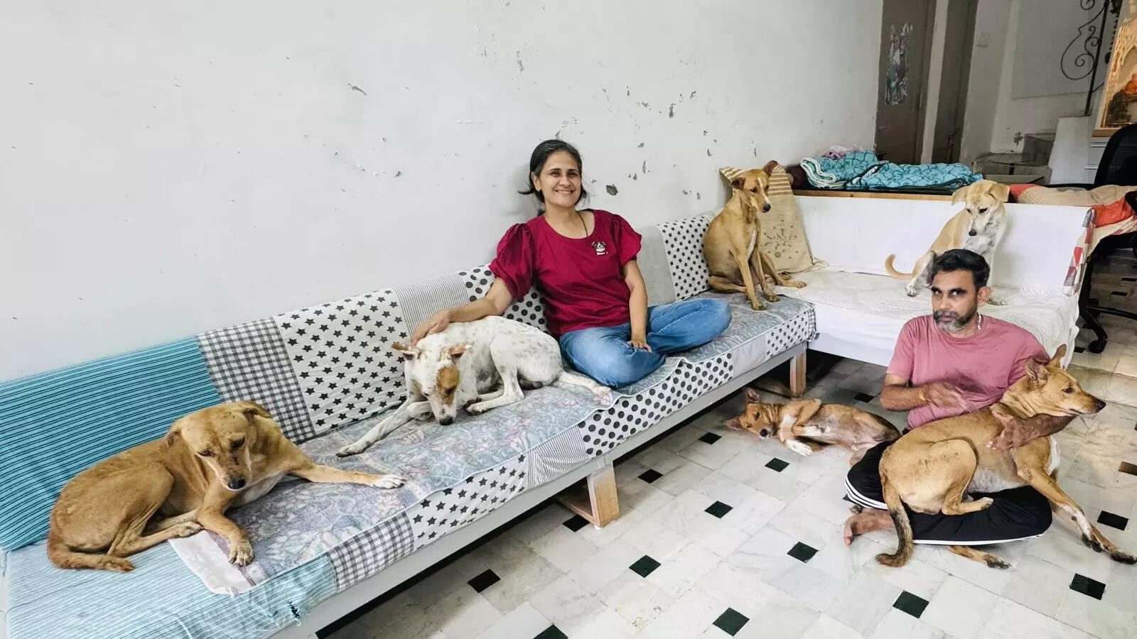 WHO LET THE DOGS IN? THESE LOVING HOMES DID!