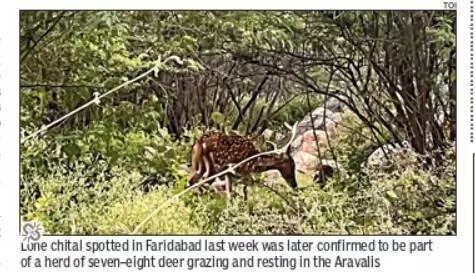 After chital sighting, survey with drones & cam traps to map key wildlife corridors across Aravali stretch in Haryana