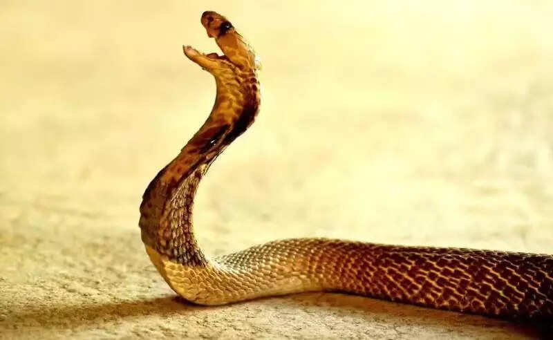 Woman, 35, niece, 15, die of snakebite in Amethi