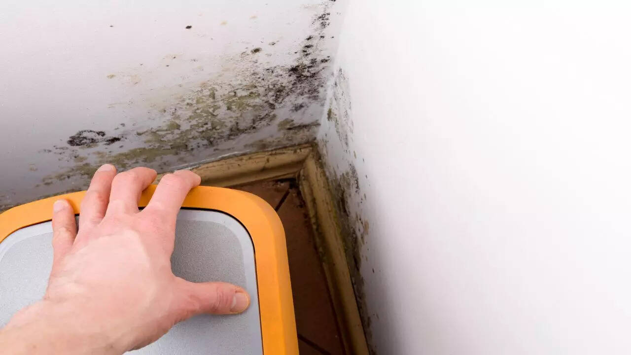6 ways to get rid of black mould from your walls and prevent it from returning