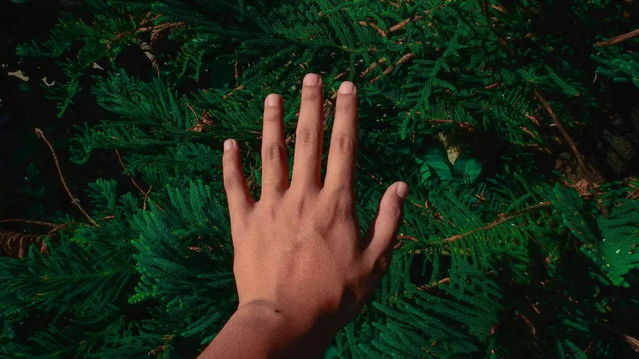 Why humans can’t digest grass: Understanding the biological limitations