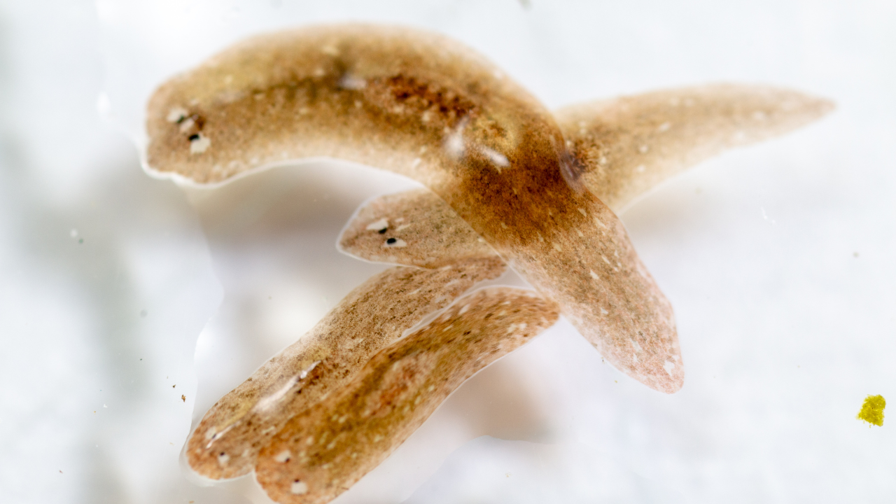 Deadly flesh-eating parasite detected in US for the first time: emergency measures in place, symptoms explained