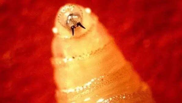 Flesh-eating parasite resurfaces in US: Maryland confirms first human screwworm case