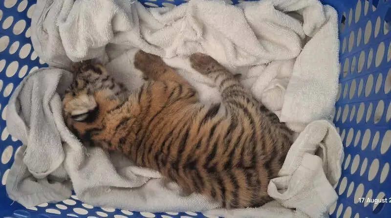 One more cub born to tigress dies at zoo, 5 of six now dead