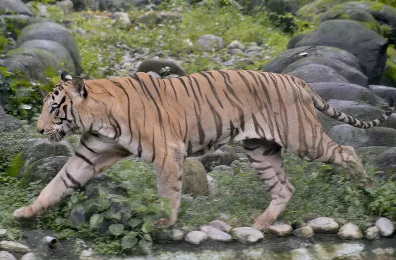 T wildlife dept sets up 4 quick reaction teams to address man-animal conflict